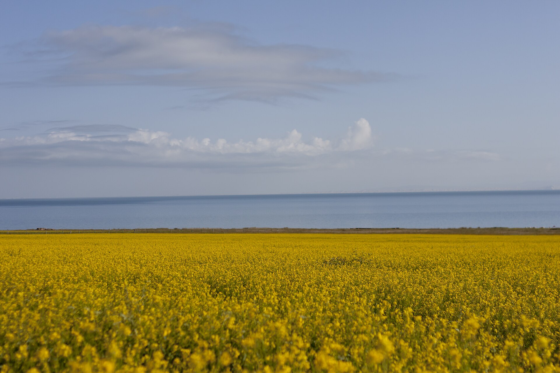 Mar de colza de Menyuan