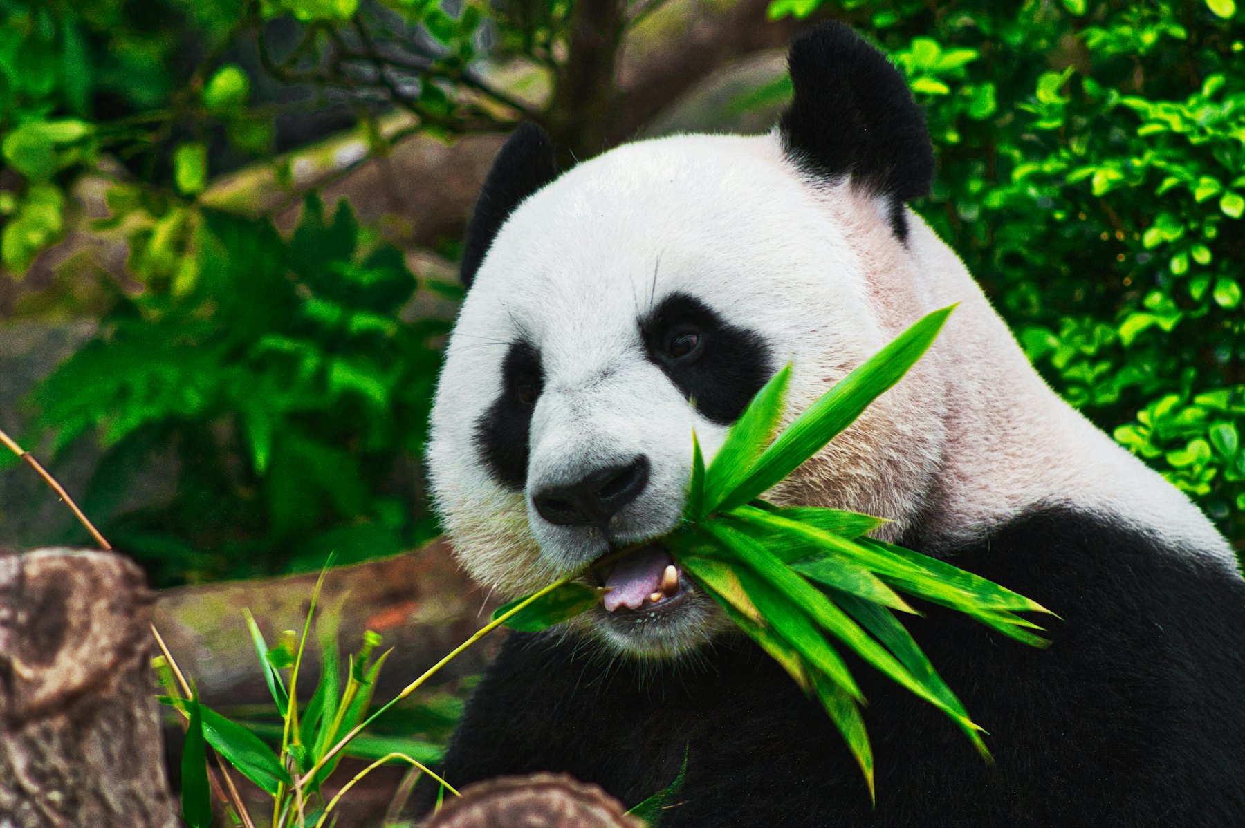 Oso panda gigante, Chengdu